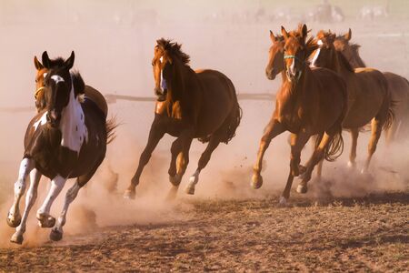 Nice herd gallops in the dust