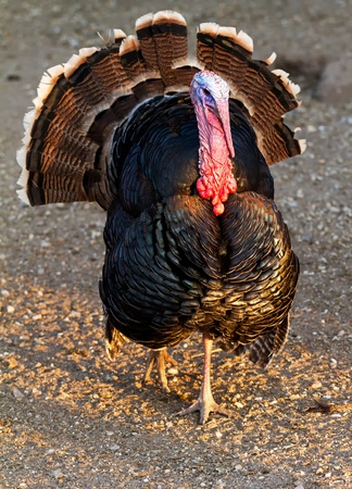 Nice turkey in the poultry yardの写真素材