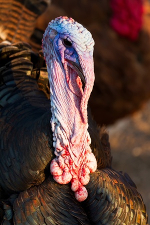 Nice turkey in the poultry yardの写真素材