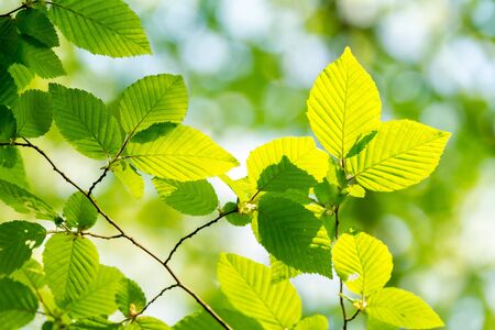 Beautiful, harmonious forest detail, with hornbeam leaves 