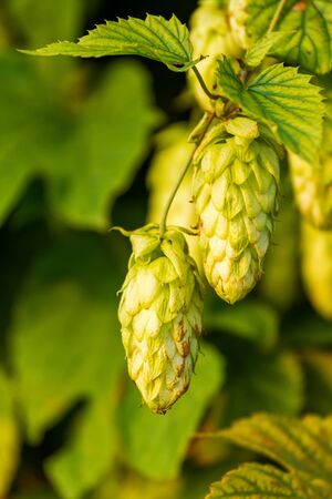 Humulus-plant - raw material for production beer 