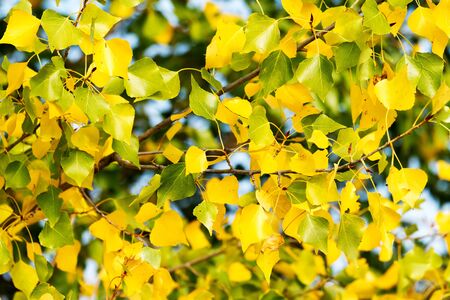Beautiful poplar leaves in springtimeの写真素材