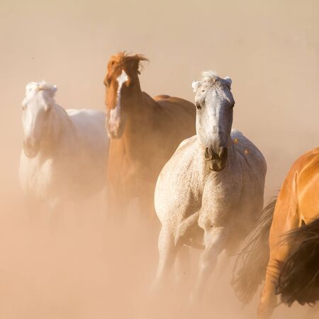 Nice herd gallops in the dust の写真素材