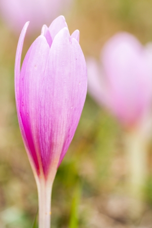 Nice flower in the autumn time (Colchicum autumnale) の写真素材