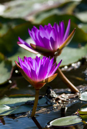 Pink Water Lily in the lakeの写真素材