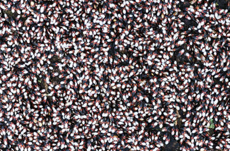 Black-and-Red-bugs in winter on a treeの写真素材