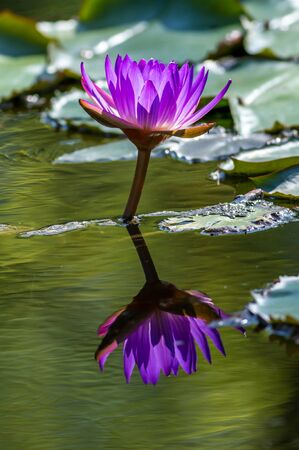 Pink Water Lily in the lake の写真素材