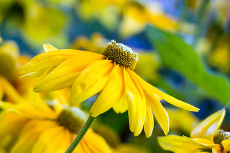 Pretty yellow spring flowers in the garden の写真素材