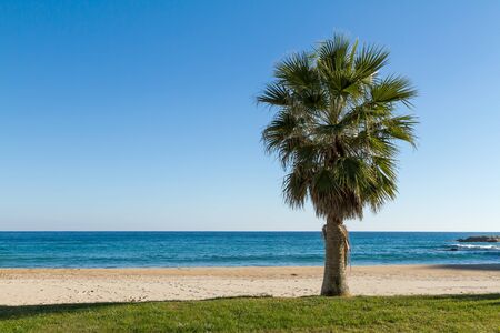 Beautiful palm tree on the beachの写真素材