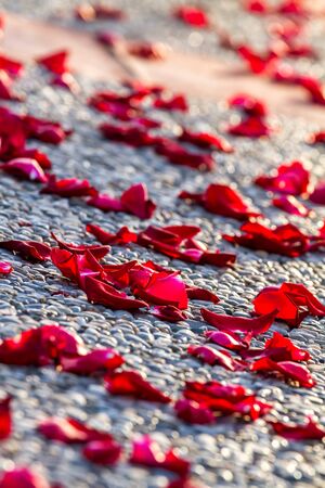 Beautiful rose petals on the floorの写真素材