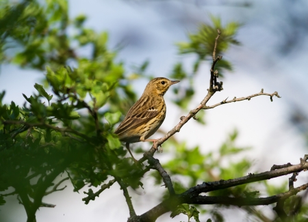  Song Thrush (Turdus philomelos) on the bushの写真素材