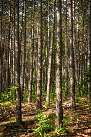 Young pine forest in springの写真素材