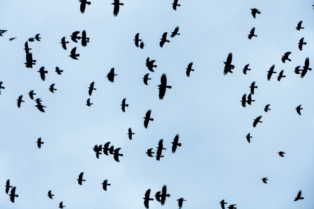 Crows flying in the skyの写真素材