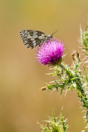 Butterfly on the flower Marbled White  Melanargia galathea   の写真素材