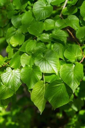 Linden, Small-leaved Lime  Tilia cordata  leaves の写真素材