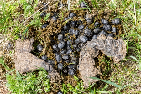 Earth-boring dung beetle  insectの写真素材