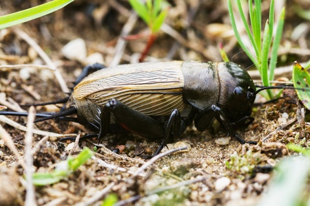  Field cricket  Gryllus campestris  on the groundの写真素材