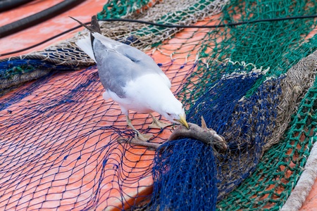 Seagull try to eating a small sharkの写真素材