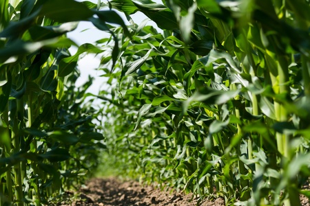 Maize field  low angle viewの写真素材