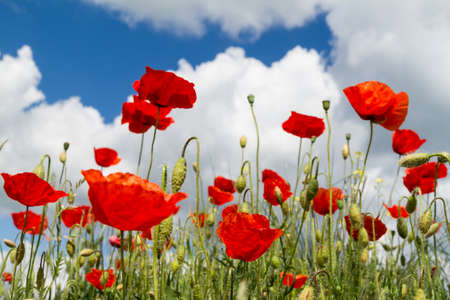 Poppy flowers in the green field Papaver rhoeas  の写真素材
