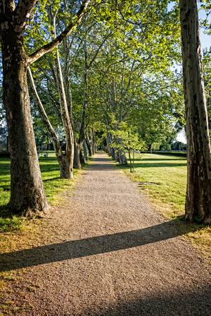 Nice walking road between the old sycamore trees の写真素材