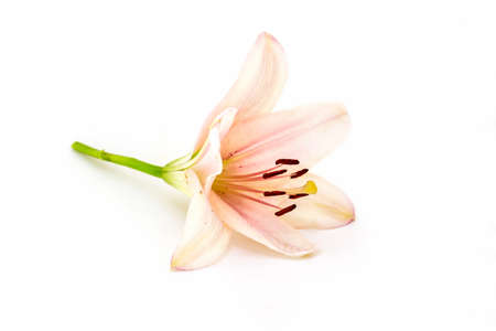 Beautiful pink flower on white backgroundの写真素材