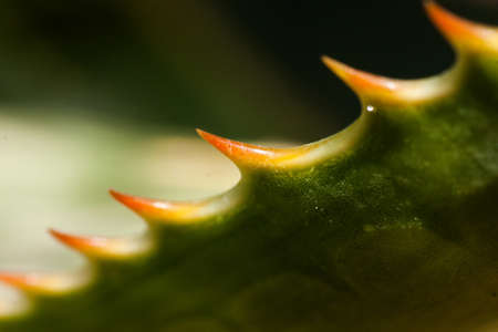 Close up of a spiky plantの写真素材