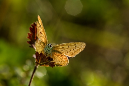 Closeup butterfly of common blue の写真素材