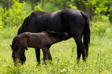 Horse family in the pastureの写真素材