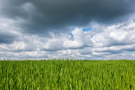 Green cereal field in springの写真素材