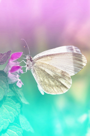 White Butterfly ( Pieris brassicae) on the flowerの写真素材