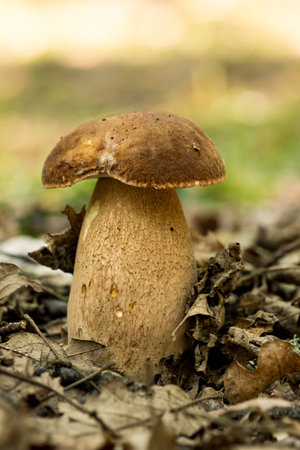 Porcini fungi on the moss (Boletus edulis)の写真素材