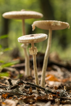 Young Parasol mushrooms in the morning sunlight