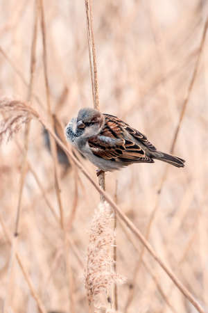 Nice sparrow on the reed in winterの写真素材