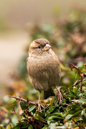 Young female sparrow (Passer domesticus) in a bushの写真素材