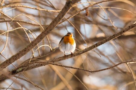 Cute European robin (Erithacus rubecula)  is on the treeの写真素材