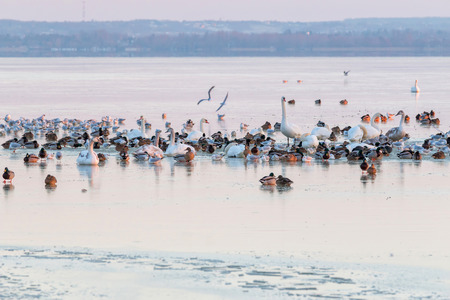 Birds on the ice in winterの写真素材