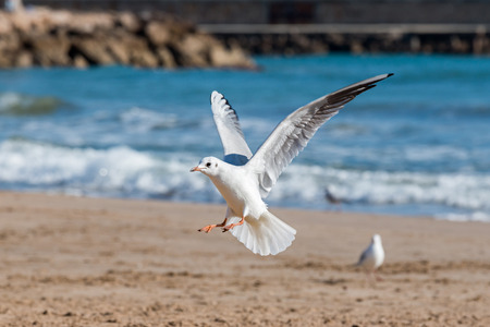 Seagulls on the ice in winterの写真素材