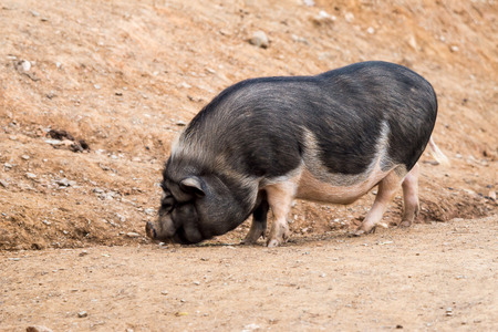 Pot-bellied pig looking for foodの写真素材