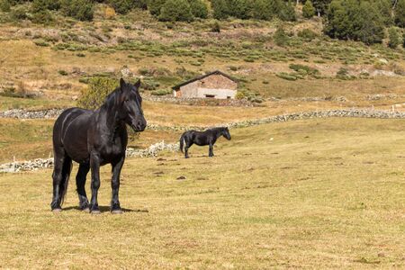 Black horses on the pastureの写真素材