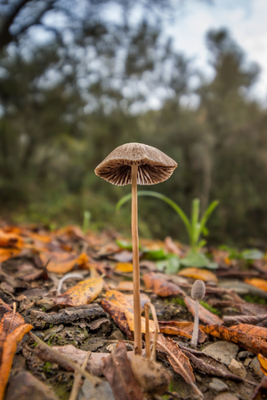 Small mushrooms close upの写真素材