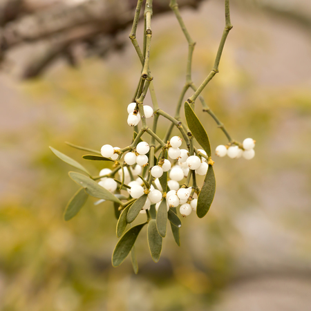 Mistletoe white berries - Viscum albumの写真素材