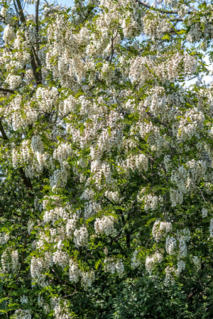 White acacia flowers on the treeの写真素材