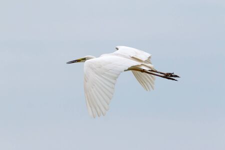 Great White Egret flyingの写真素材
