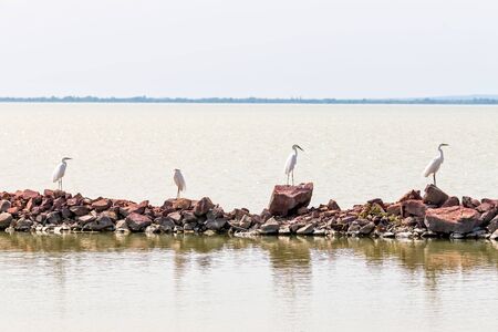 Great White Egretの写真素材