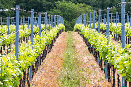 Beautiful rows of grapes in springの写真素材