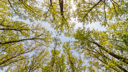 Young forest with oak and hornbeam trees from below