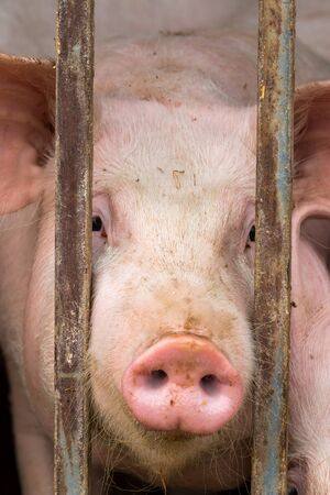 Close up of young pigの写真素材