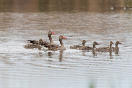 Anser fabalis Bean Goose Lower rhine familyの写真素材
