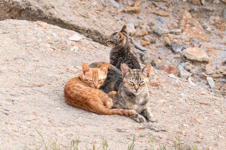 Cat family on the rockの写真素材